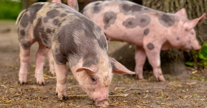 Őshonos sertésfajtát klónoztak Kínában, ez azonban messze túlmutat a mezőgazdaságon